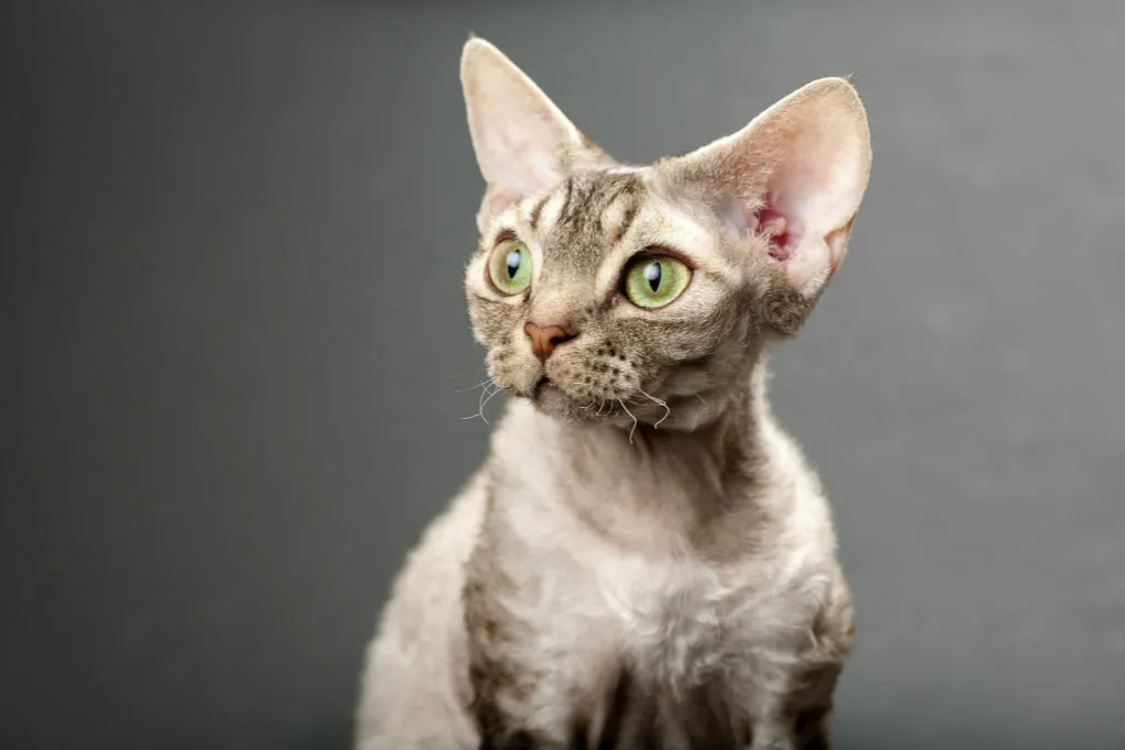 Zdjęcie Devon Rex dla alergika – czy to najlepszy wybór dla uczulonych?