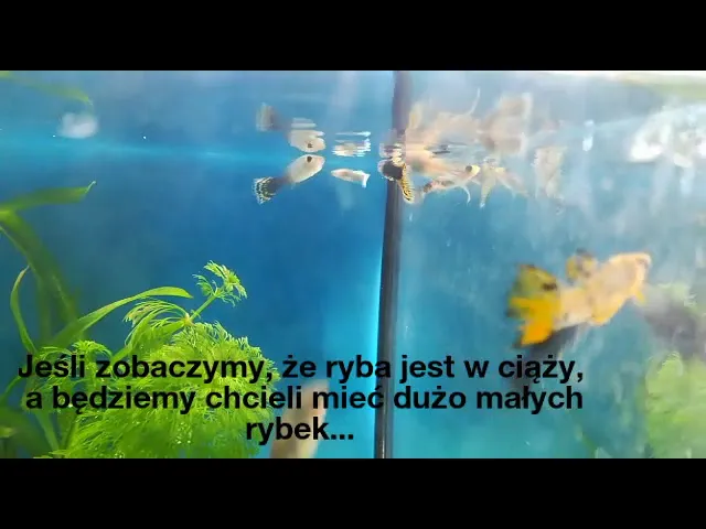 Zdjęcie Jak rozpoznać ciążę u gupików i zapewnić im bezpieczne rozmnażanie