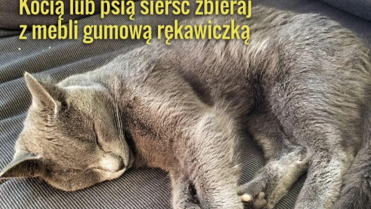 Zdjęcie Skuteczne sposoby na to, jak wyczyścić sierść z kanapy bez trudu