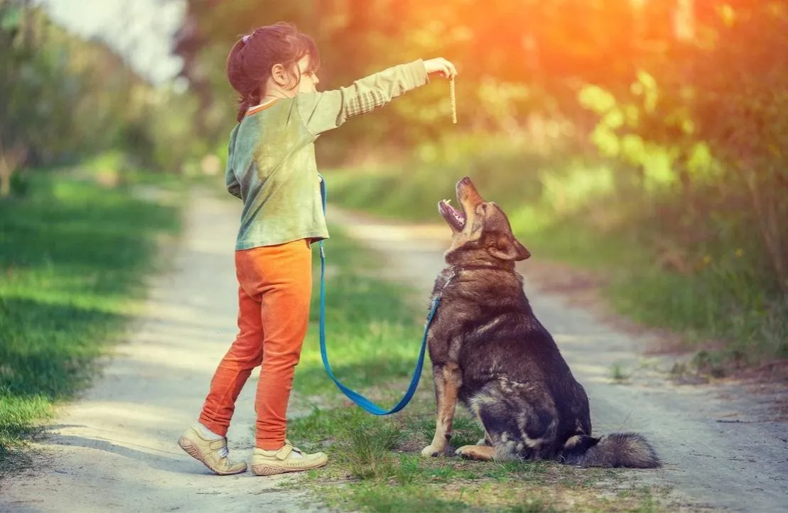 Zdjęcie Jakie komendy dla psa musisz znać, aby uniknąć problemów w szkoleniu