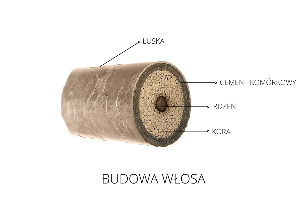 Zdjęcie Łuska włosa: klucz do zdrowych i pięknych kosmyków - poznaj jej rolę