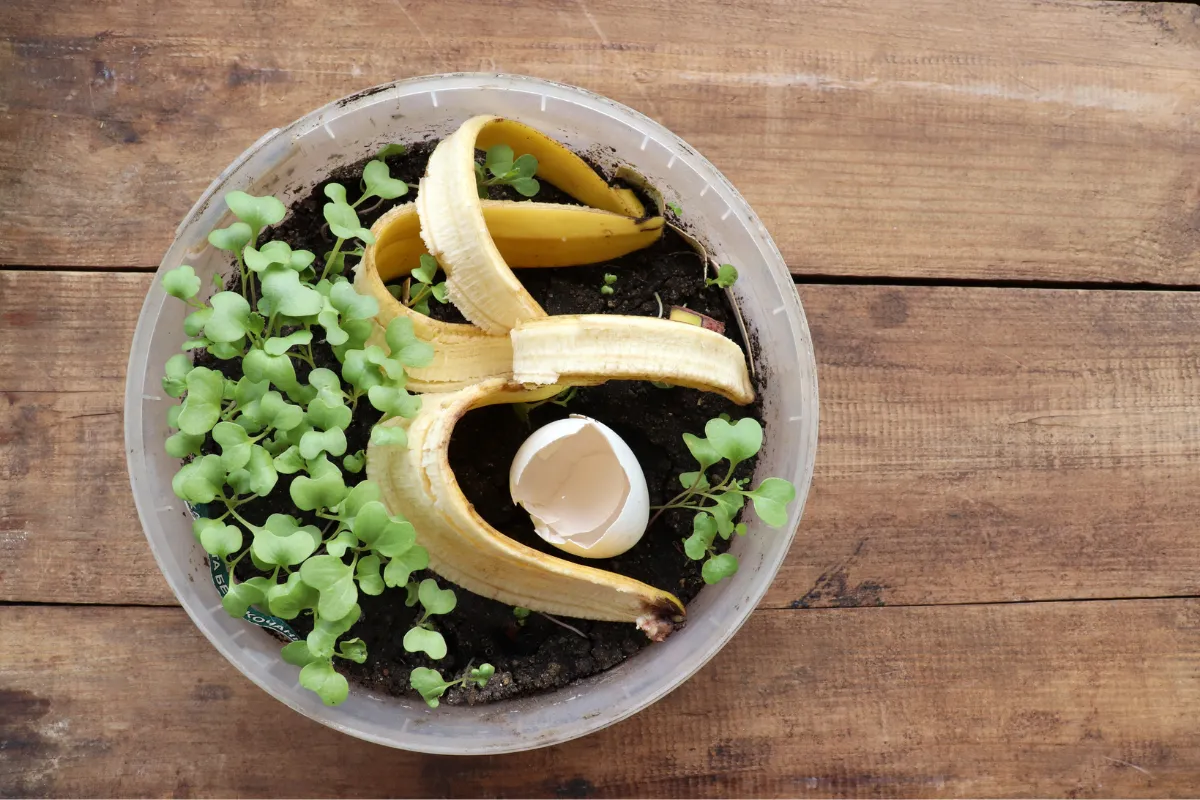 Zdjęcie Nawóz ze skórek banana: Które rośliny pokochają tę odżywkę?