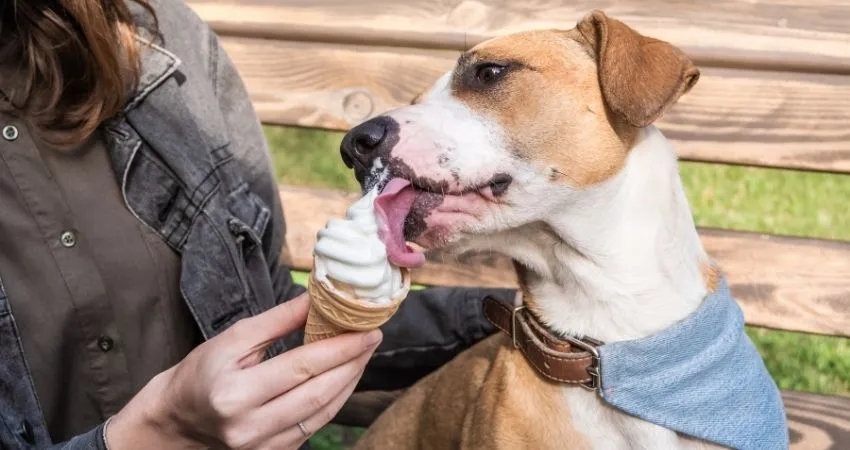 Zdjęcie Czy lody są bezpieczne dla psa? Szkodliwe składniki i zdrowe alternatywy
