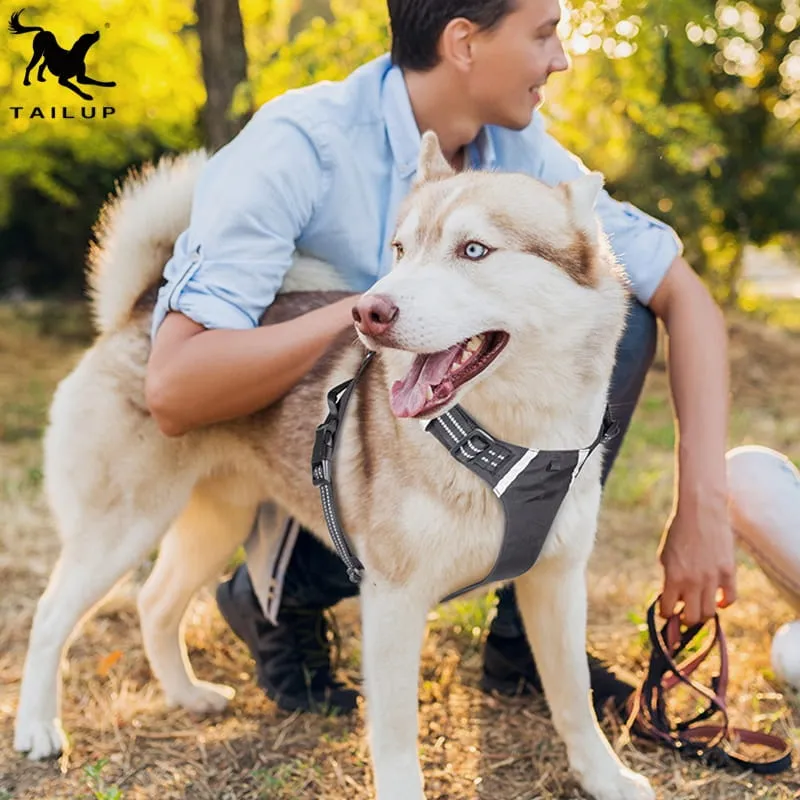Zdjęcie Jakie szelki dla husky wybrać, aby zapewnić psu komfort i bezpieczeństwo?