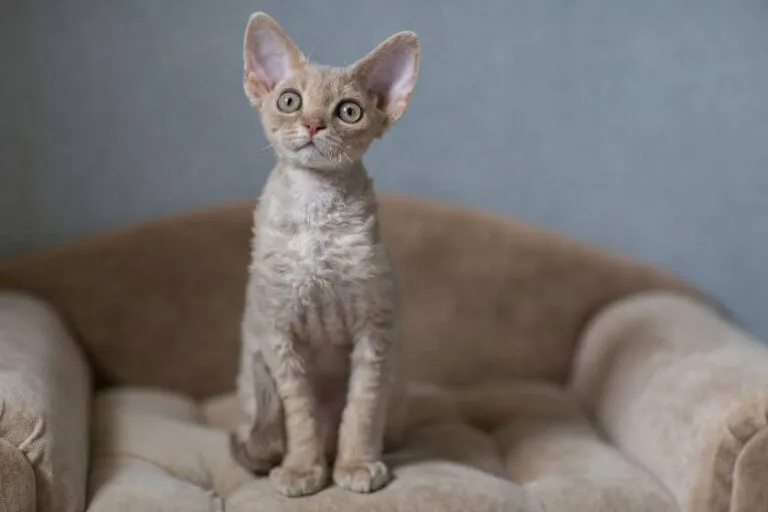 Zdjęcie Najlepsze hodowle Devon Rex w Warszawie - znajdź swojego kota