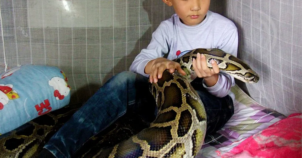 Zdjęcie Nieodpowiedzialna opieka nad gadami