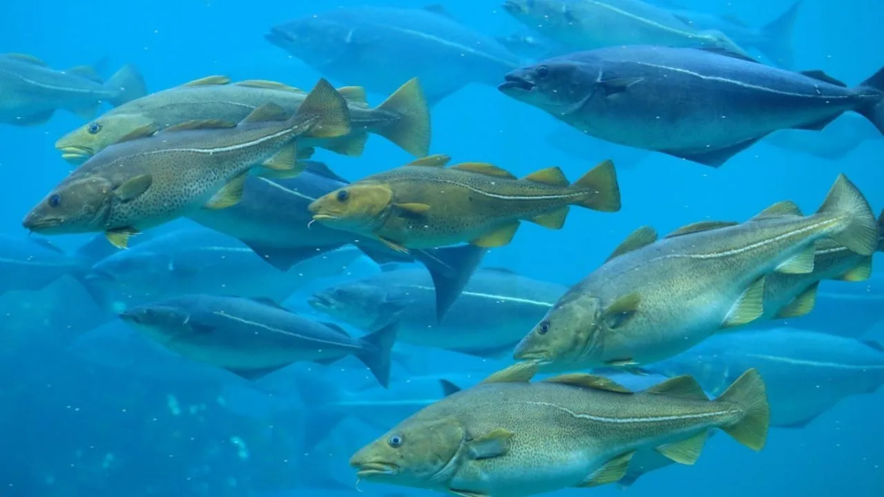 Zdjęcie Co pływa w Bałtyku? Odkryj fascynujący świat ryb i stworzeń morskich