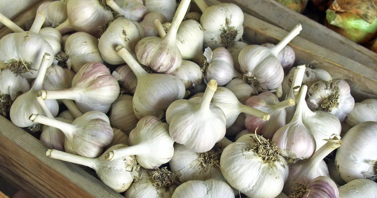 Zdjęcie So bewahre ich Knoblauch richtig auf und vermeide Verderblichkeit