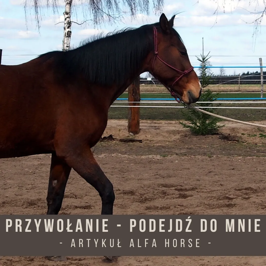 Zdjęcie Jak głaskać konia, aby uniknąć nieprzyjemnych sytuacji i zyskać zaufanie