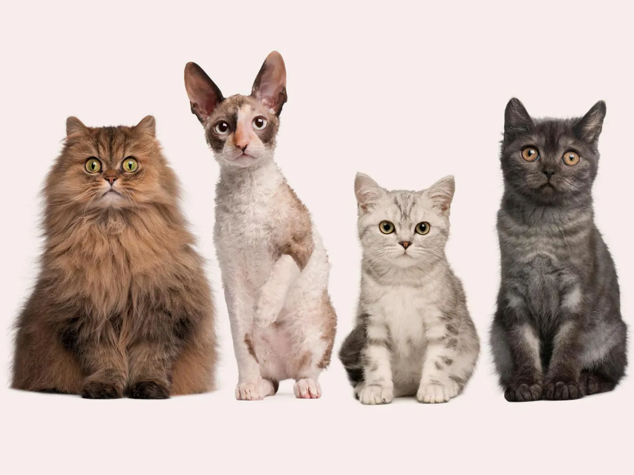 Zdjęcie Kleine Katzenrassen für die Wohnung: Die besten Begleiter für enge Räume