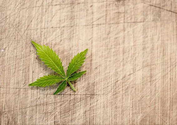 Zdjęcie Ile ma THC w medycznej marihuanie? Poznaj kluczowe informacje