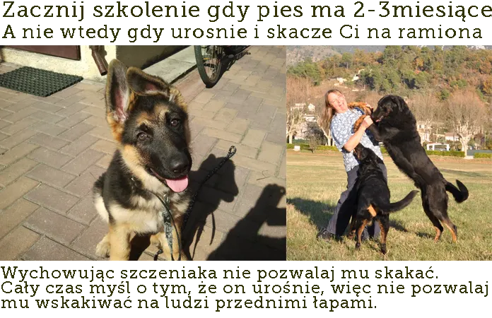 Zdjęcie Jak oduczyć psa skakania na gości i cieszyć się spokojem w domu
