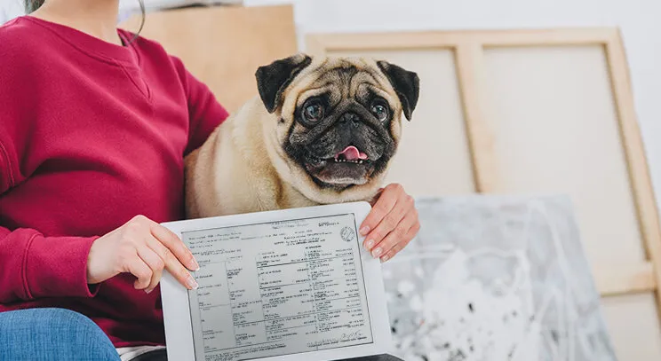 Zdjęcie Metryka dla psa: ile kosztuje? Wszystko o pochodzeniu rasowego pupila