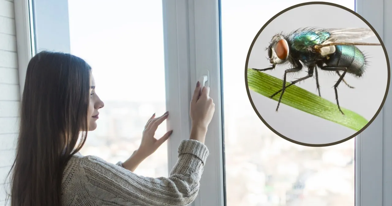 Zdjęcie Czym umyć okna, żeby muchy nie siadały? Skuteczne metody i porady.