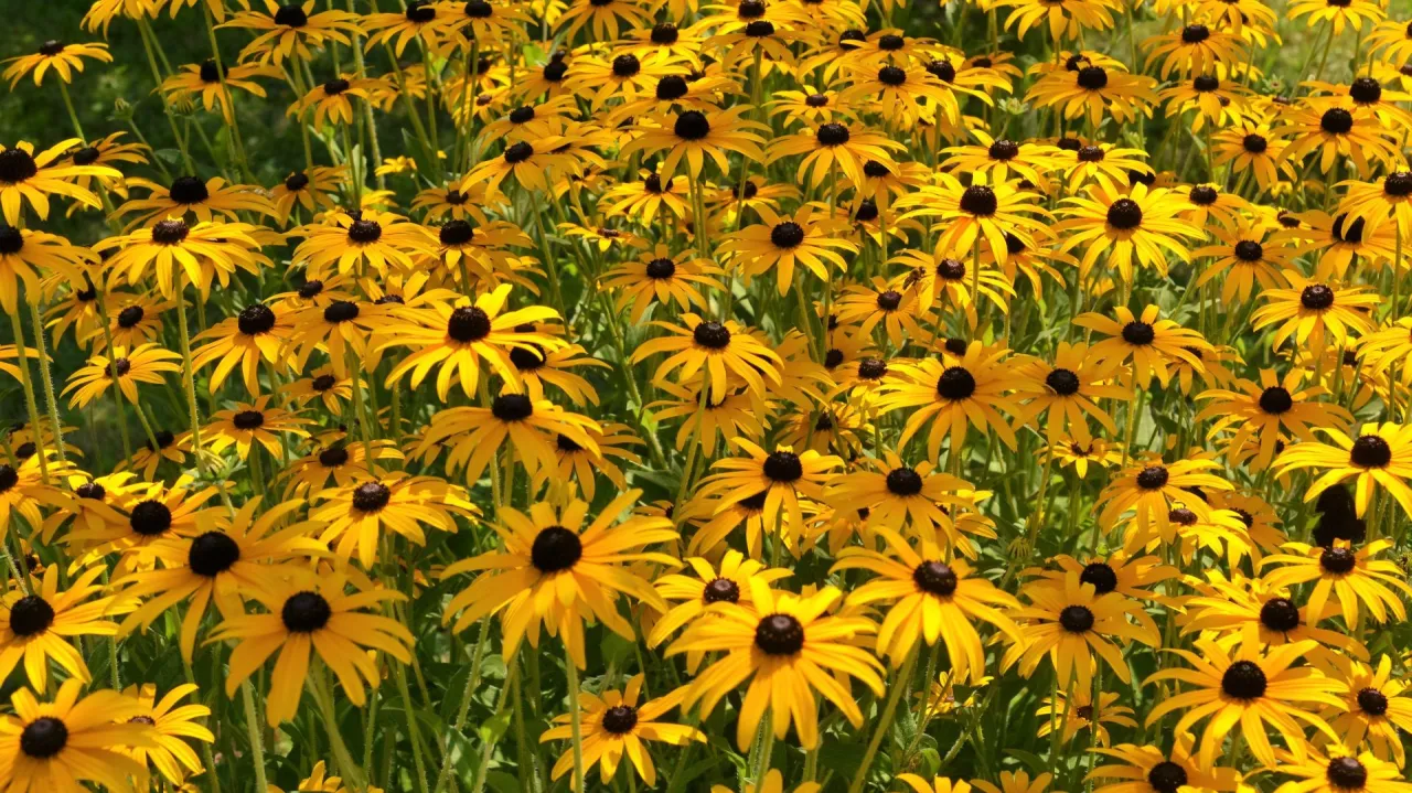 Zdjęcie Kwiaty na słońce: 5+ gatunków, które pokochają Twój ogród