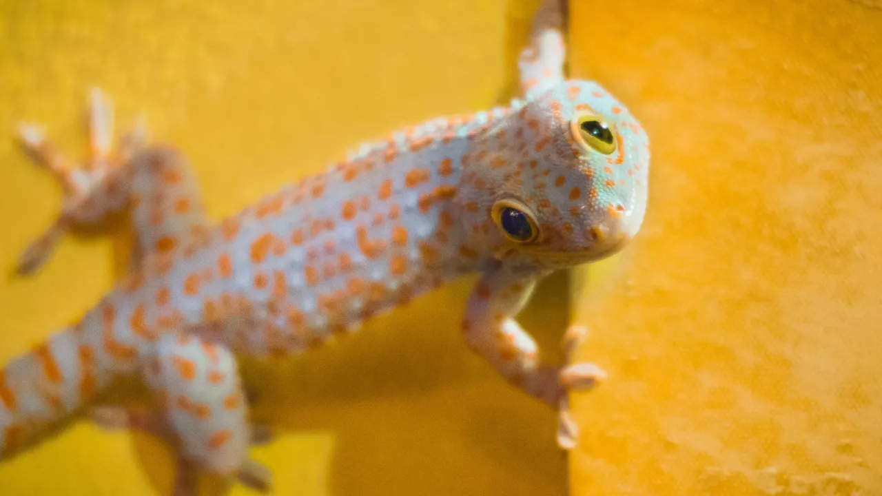 Zdjęcie Czy gekon gryzie? Dowiedz się, jak uniknąć ugryzienia i zagrożeń