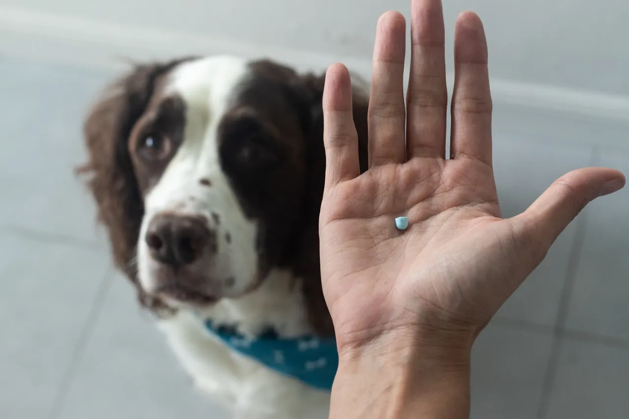 Zdjęcie Welches Schmerzmittel für Hunde: Die besten Optionen und Tipps