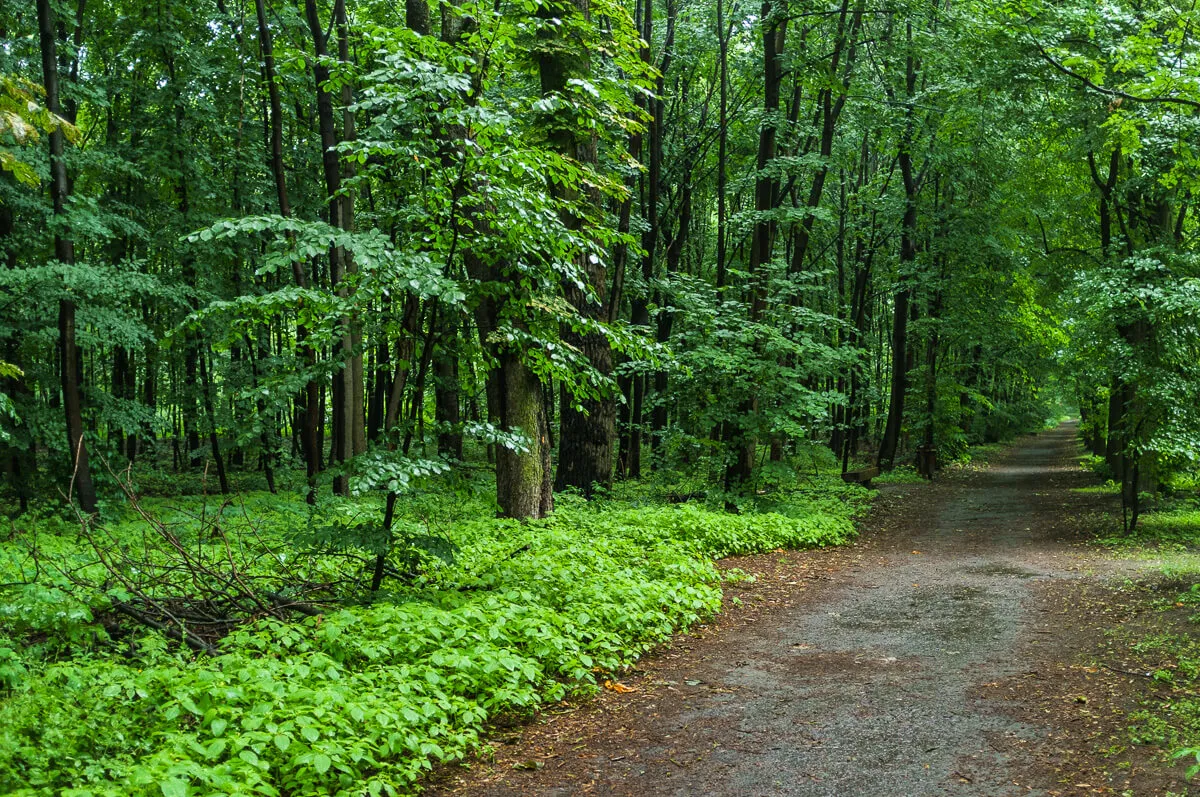 Zdjęcie Rezerwat przyrody Las Bielański: Tajemnice natury i unikalna fauna