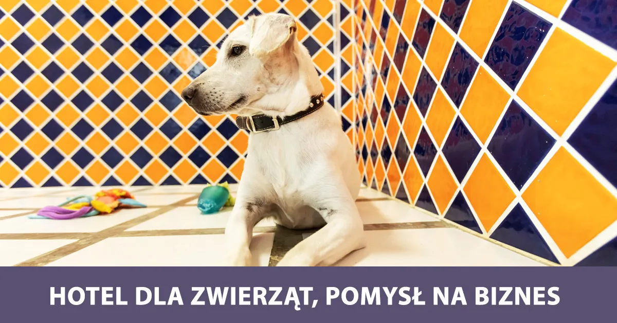 Zdjęcie Jak założyć hotel dla psów - uniknij najczęstszych błędów i kosztów
