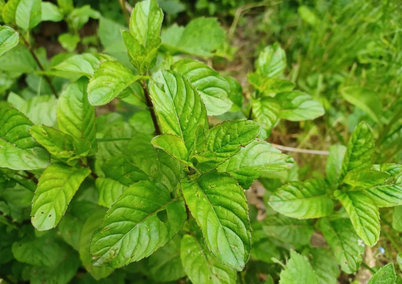 Zdjęcie Kiedy sadzić mięte, aby uniknąć błędów i cieszyć się plonami