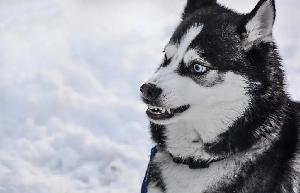 Zdjęcie Czy husky jest agresywny? Odkryj prawdę o ich temperamencie