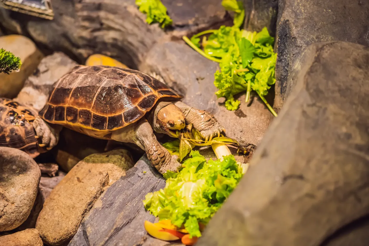 Zdjęcie Jak zrobić terrarium dla żółwia – uniknij najczęstszych błędów