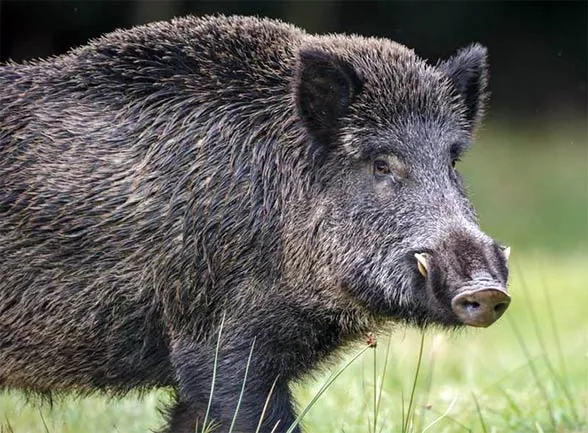 Zdjęcie Jaka jest waga dorosłego dzika? Ciężar słusznych rozmiarów