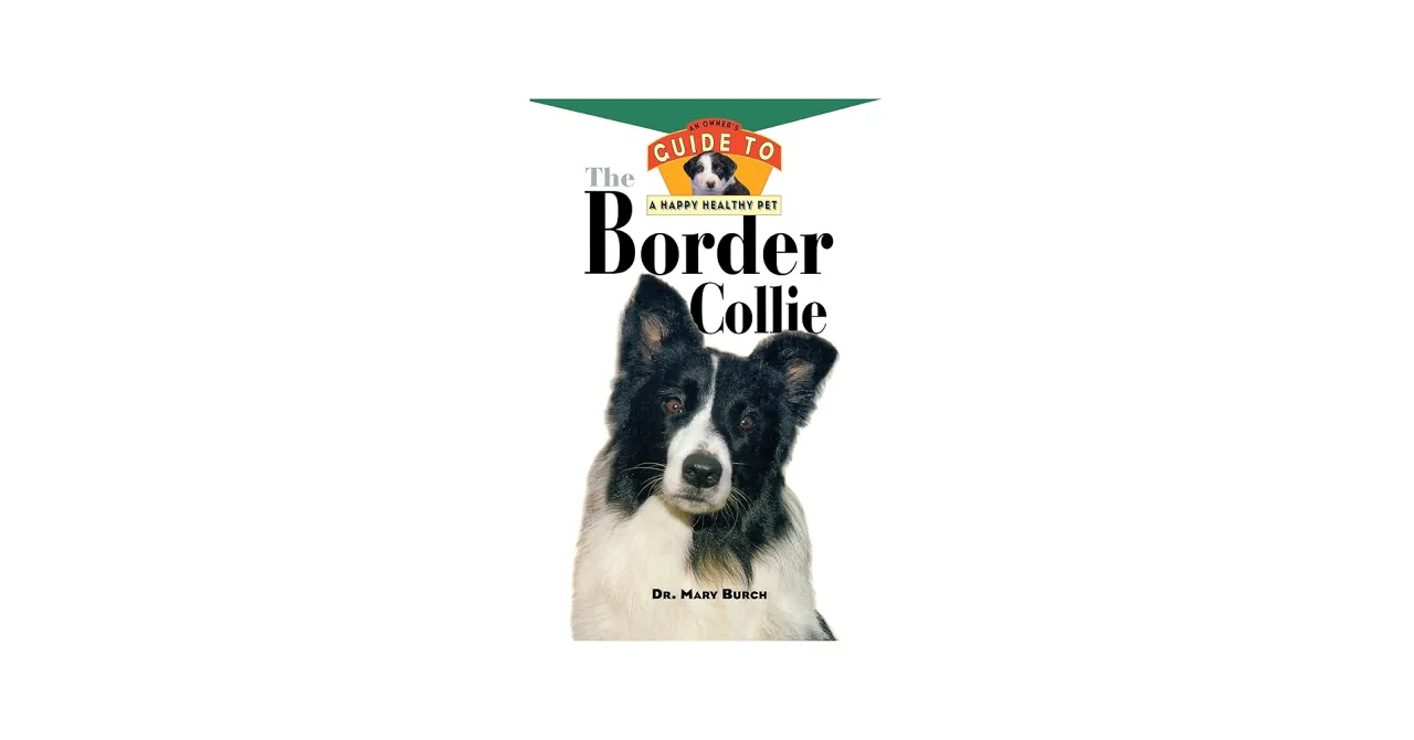 Zdjęcie Jak wytresować Border Collie? Kompletny przewodnik dla początkujących