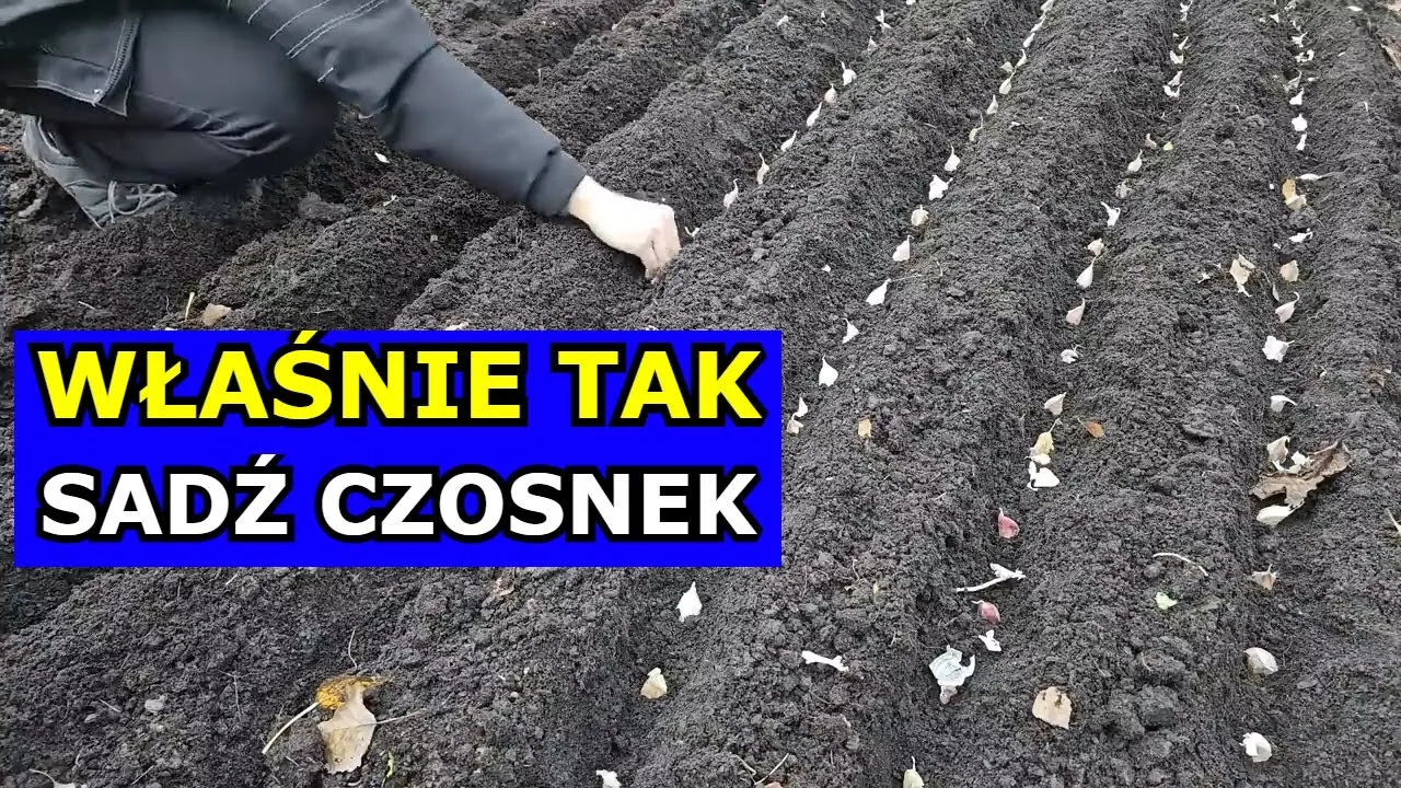 Zdjęcie Jak uprawiać czosnek: proste błędy, które mogą zrujnować plony