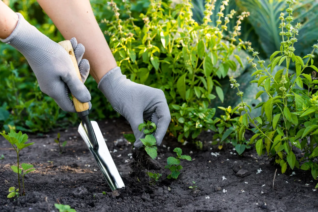 Zdjęcie Skuteczne zwalczanie chwast&oacute;w: Poradnik krok po kroku