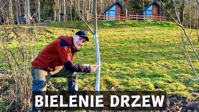 Zdjęcie Kiedy się maluje drzewa wapnem, aby uniknąć ich uszkodzenia?