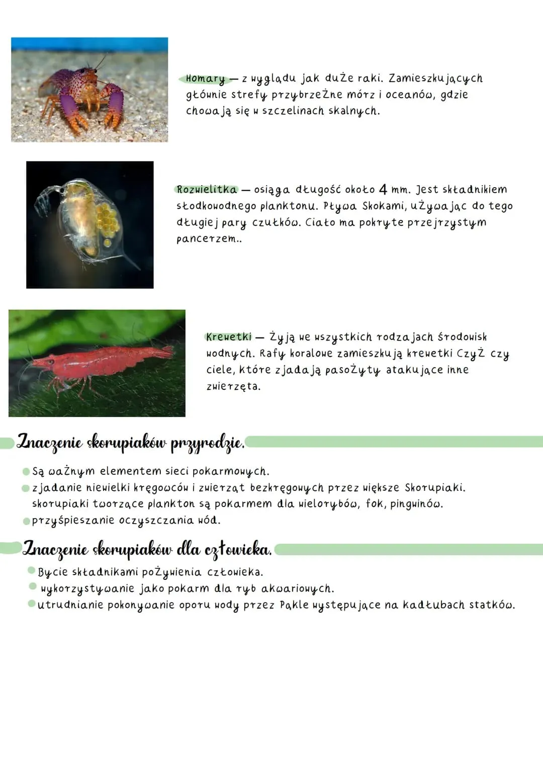 Zdjęcie Jak rozmnażają się skorupiaki? Odkryj zaskakujące metody i etapy