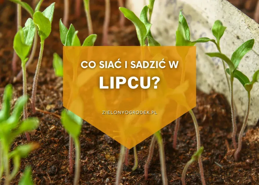 Zdjęcie Co siać na perz, aby skutecznie zwalczyć uciążliwe chwasty?