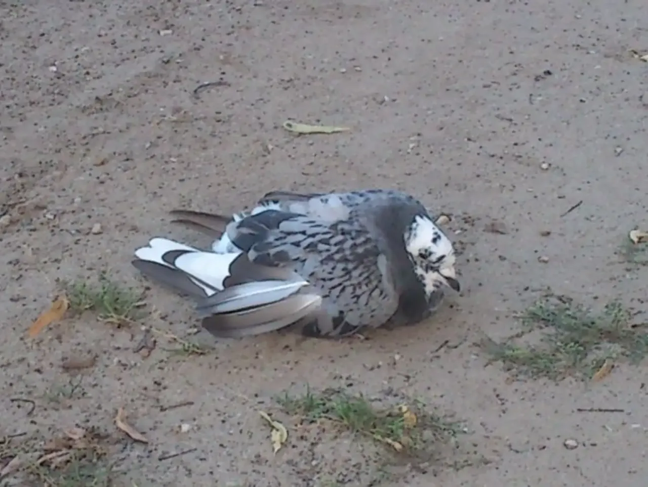 Zdjęcie Jak znaleźć właściciela gołębia po numerze obrączki i uniknąć problemów