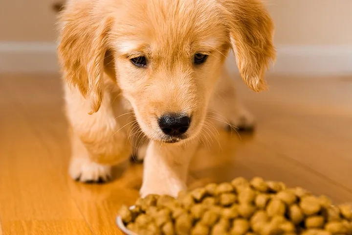 Zdjęcie Ile karmy dla szczeniaka golden retriever? Sprawdź, jak nie przesadzić