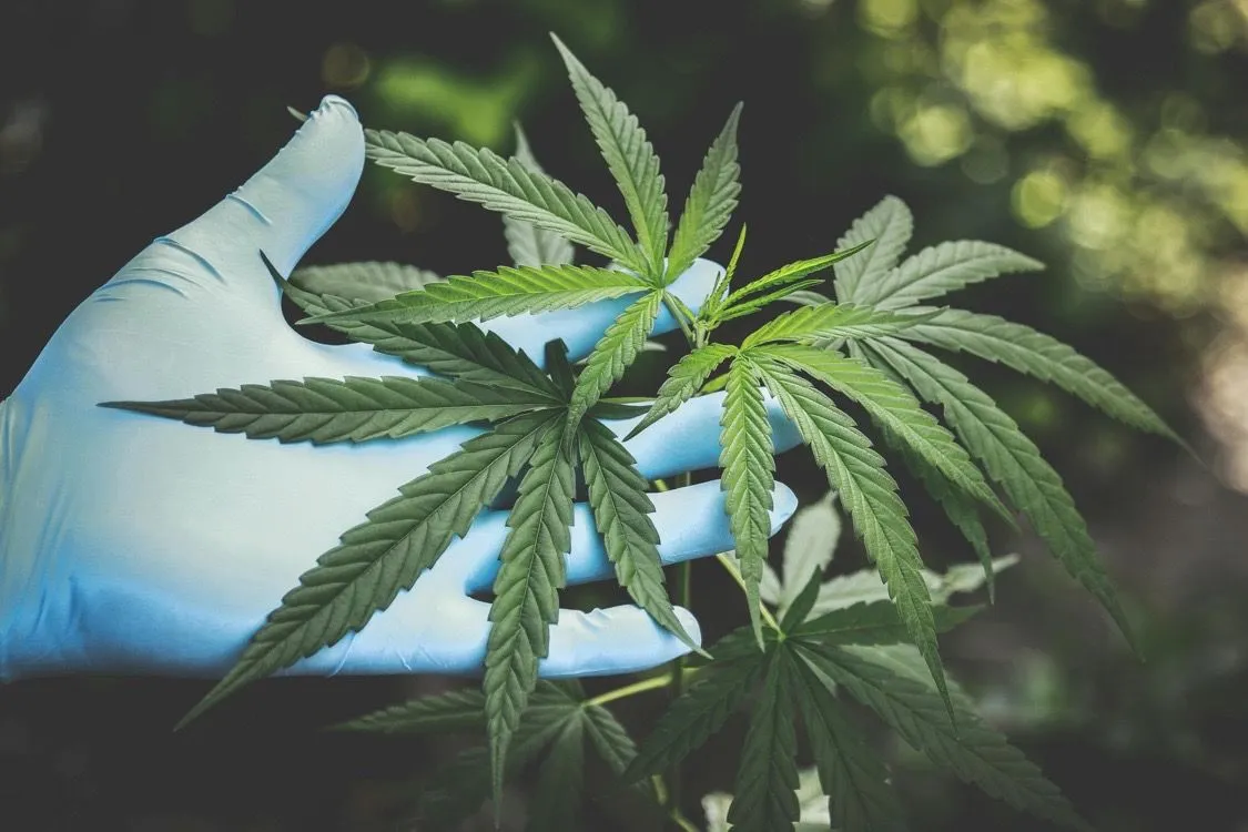 Zdjęcie Medyczna marihuana dla kogo? Sprawdź, kto może skorzystać z leczenia