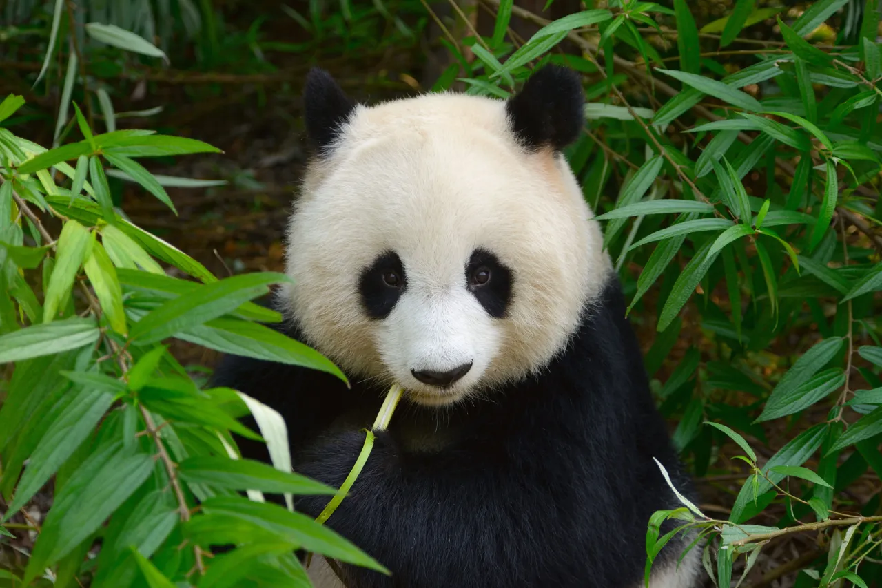 Zdjęcie Czy panda jest zagrożona wyginięciem? Aktualny status i przyszłość gatunku