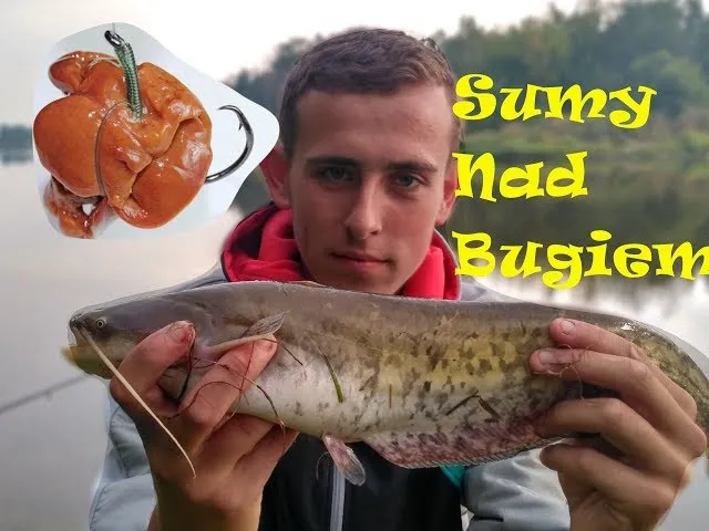 Zdjęcie Jak założyć wątróbkę na haczyk, aby zwiększyć skuteczność połowu