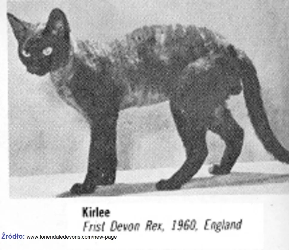 Zdjęcie Czarny Devon Rex - unikalne cechy, pielęgnacja i historia rasy
