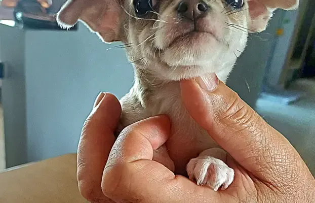 Zdjęcie Czy chihuahua gubi sierść? Odkryj, co wpływa na linienie i pielęgnację