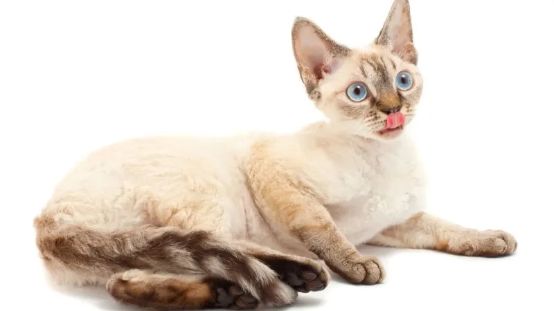 Zdjęcie Reproduktor Devon Rex: Jak znaleźć idealnego kota do hodowli?
