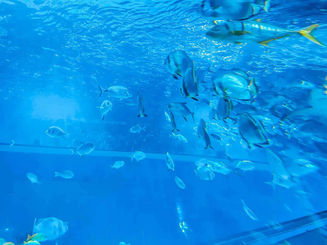 Zdjęcie Tropicarium w Budapeszcie - Niezapomniane atrakcje i ceny biletów