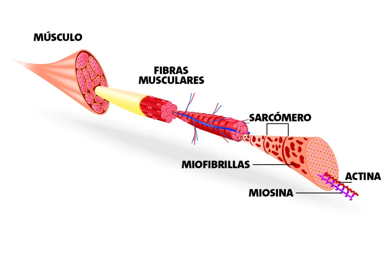 Zdjęcie Por qué se mueve solo el músculo: causas y qué hacer al respecto