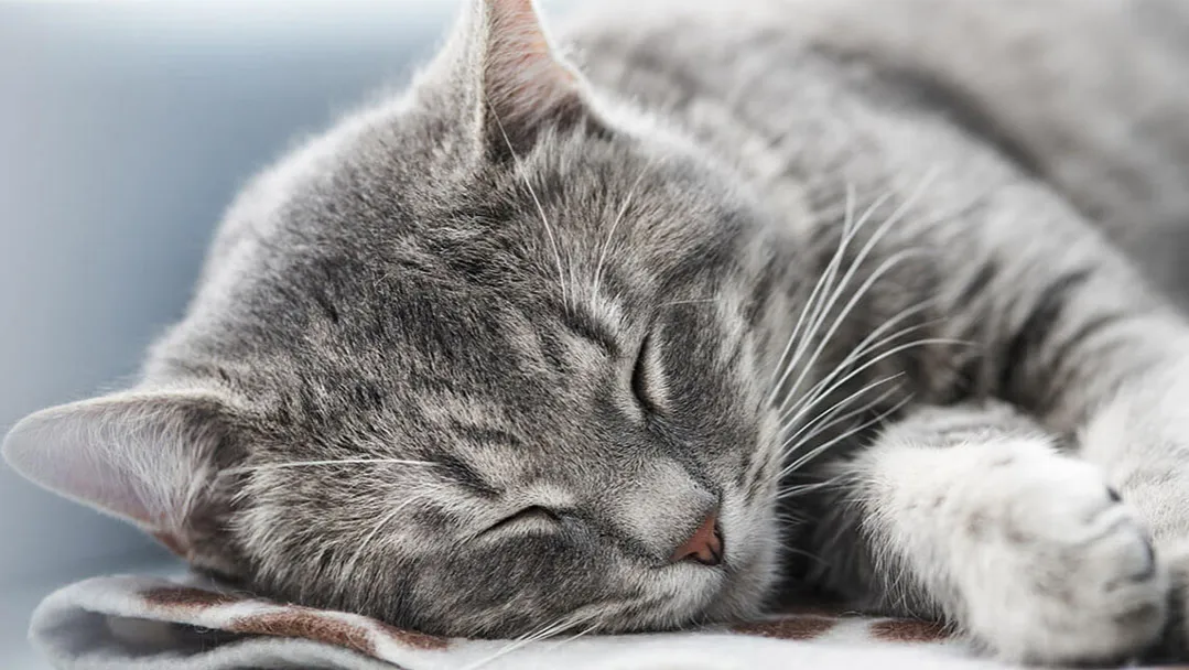 Zdjęcie ¿Cuánto duermen los gatos y por qué es tan importante su sueño?