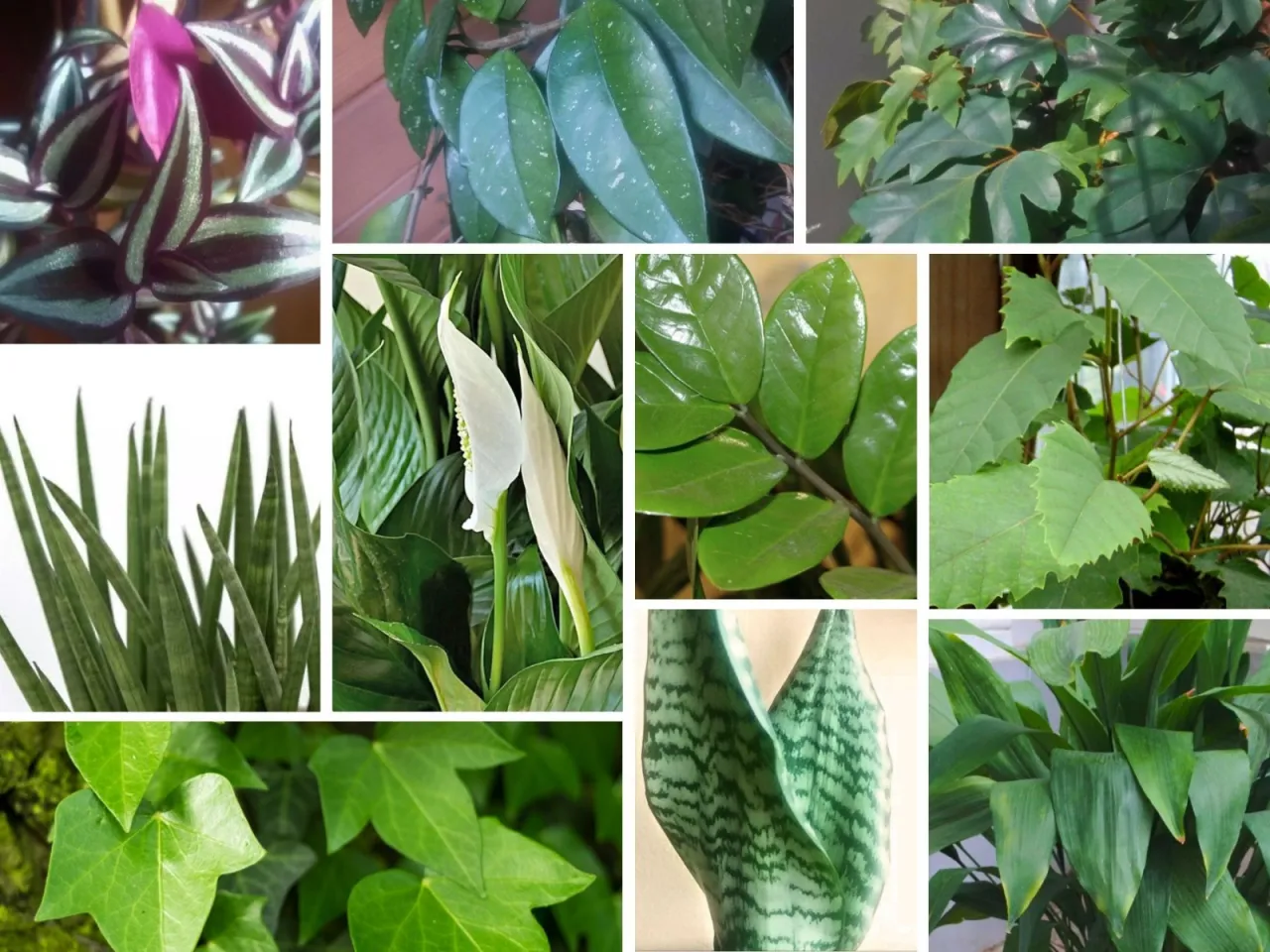 Zdjęcie Rośliny do cienia: TOP gatunki, kt&oacute;re ożywią każde wnętrze