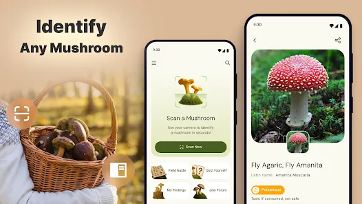 Zdjęcie Najlepsze aplikacje do rozpoznawania grzybów – co to za grzyb aplikacja?