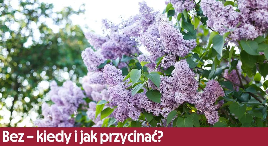 Zdjęcie Jak przycinać bez, aby cieszyć się pięknym kwitnieniem i zdrowiem roślin