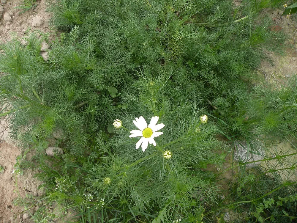 Zdjęcie Chwasty podobne do kopru: jak odróżnić trujące od jadalnych?