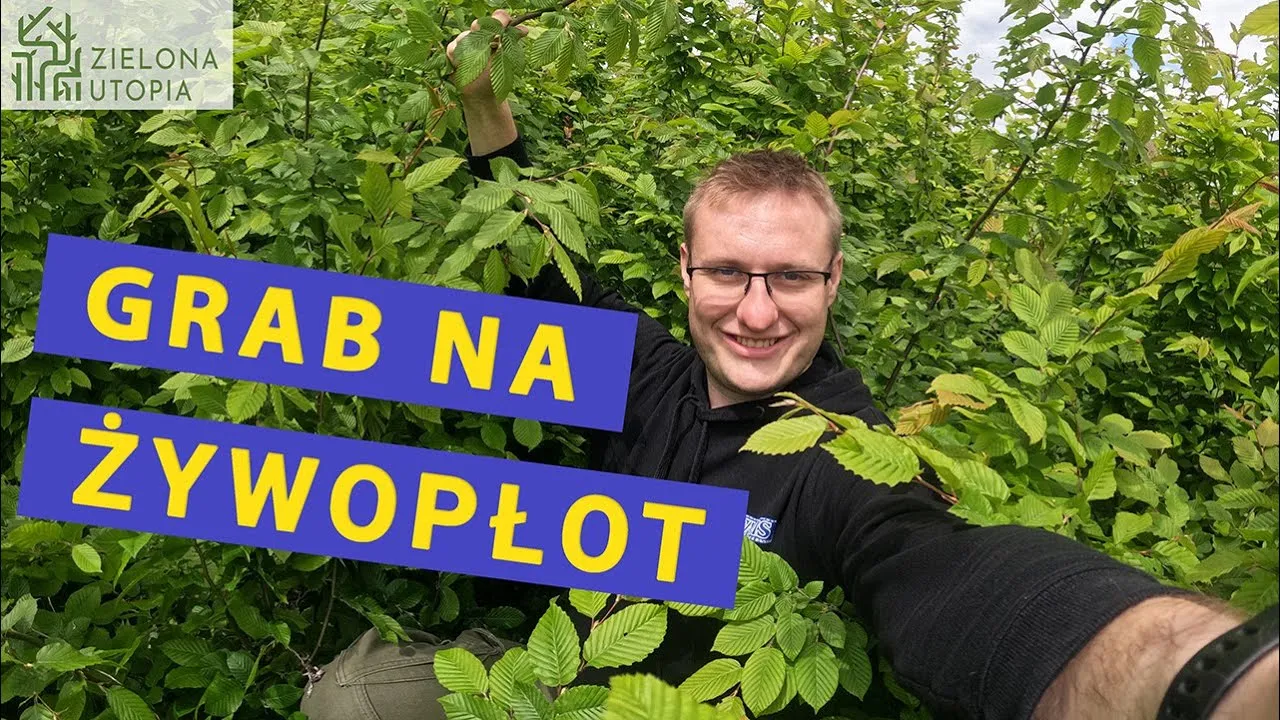 Zdjęcie Jak sadzić grab na żywopłot, aby uzyskać gęsty i zdrowy żywopłot