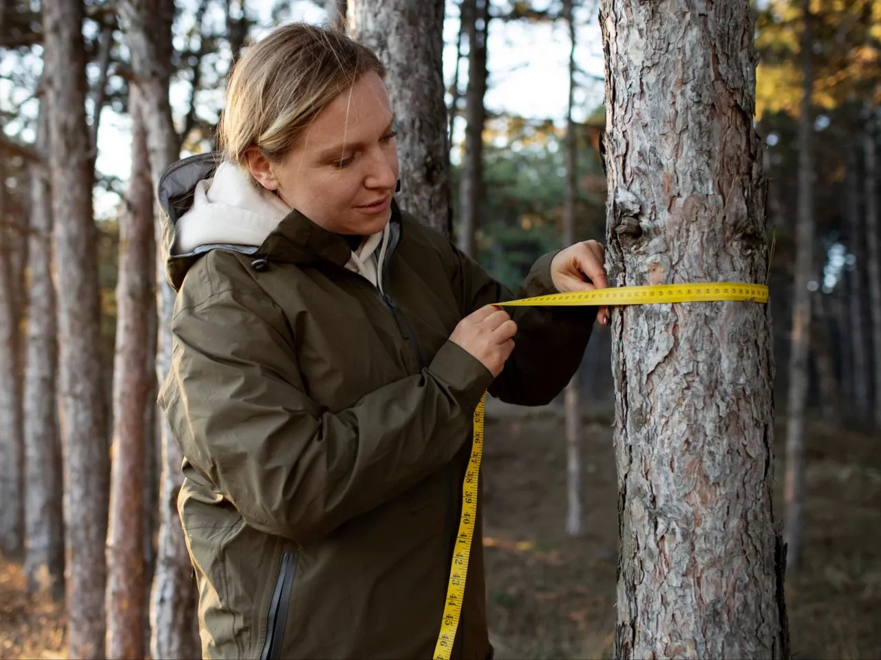 Zdjęcie Legalna wycinka drzew: Jak zgłosić i uniknąć kary?